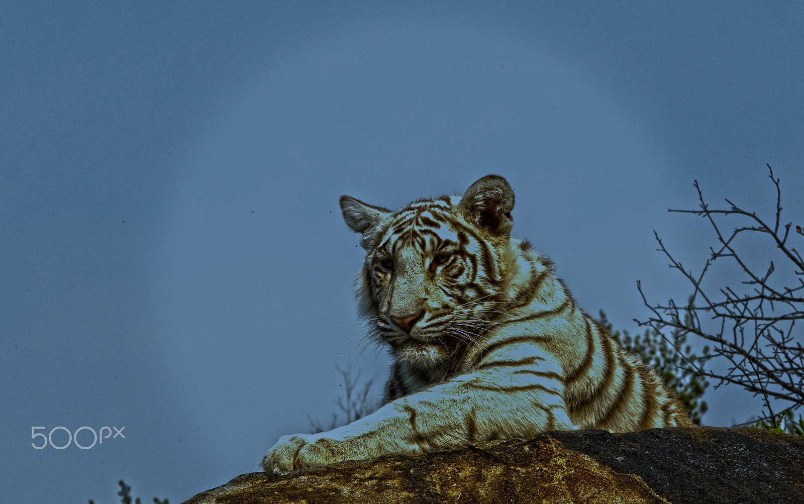 Canon EF 300mm F2.8L IS USM sample photo. Relaxing on a hazy moon photography