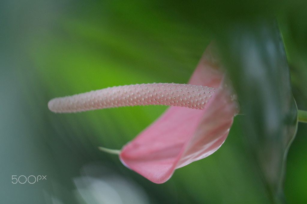 Canon EOS 650D (EOS Rebel T4i / EOS Kiss X6i) sample photo. Pink flower photography