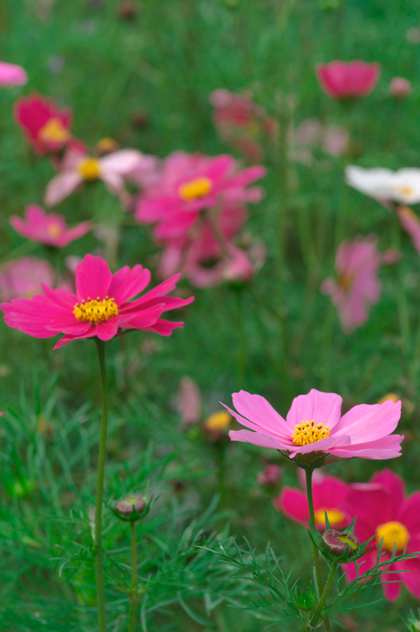 Pentax K-3 sample photo. Cosmos photography