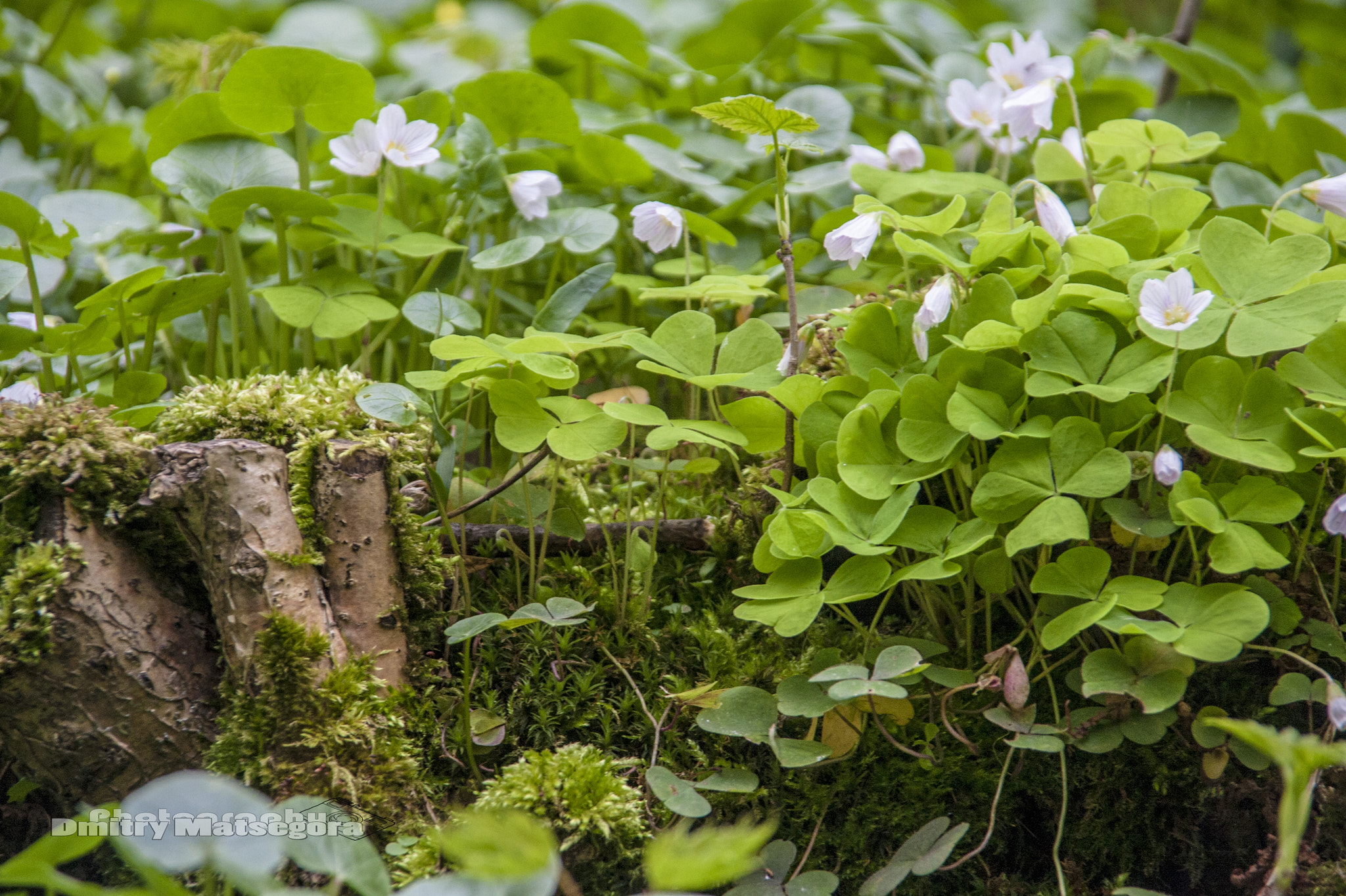 Sigma 18-125mm f/3.5-5.6 DC IF ASP sample photo. Moss and flowers photography