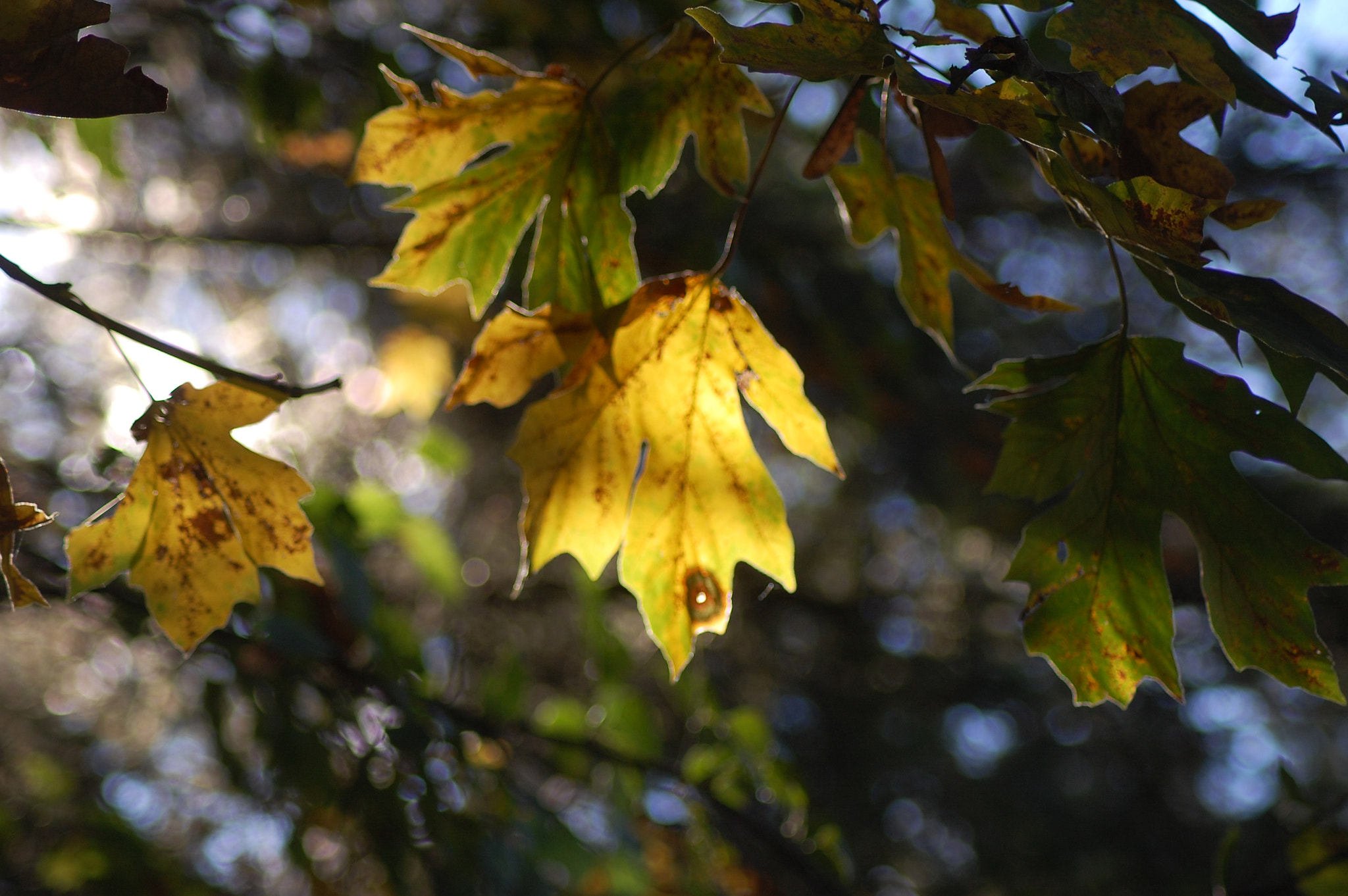 Nikon AF Nikkor 70-300mm F4-5.6G sample photo. Leaves photography