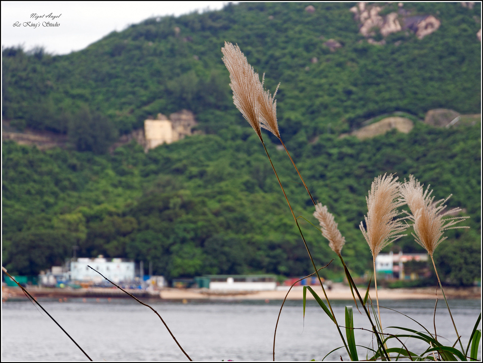 LUMIX G VARIO 35-100/F4.0-5.6 sample photo. 天涯何處無芒草 photography