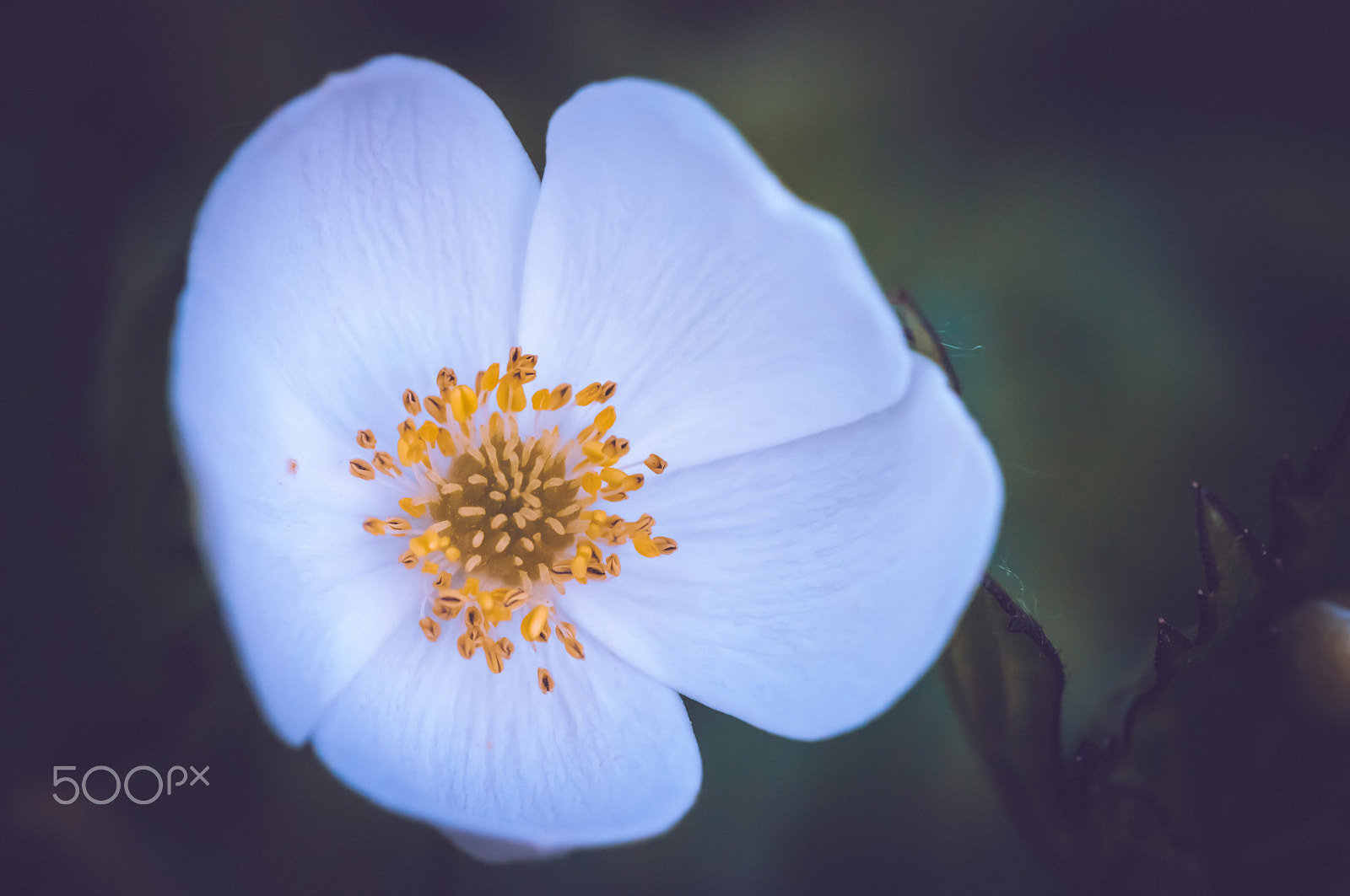 Pentax smc D-FA 100mm F2.8 macro sample photo. W... photography