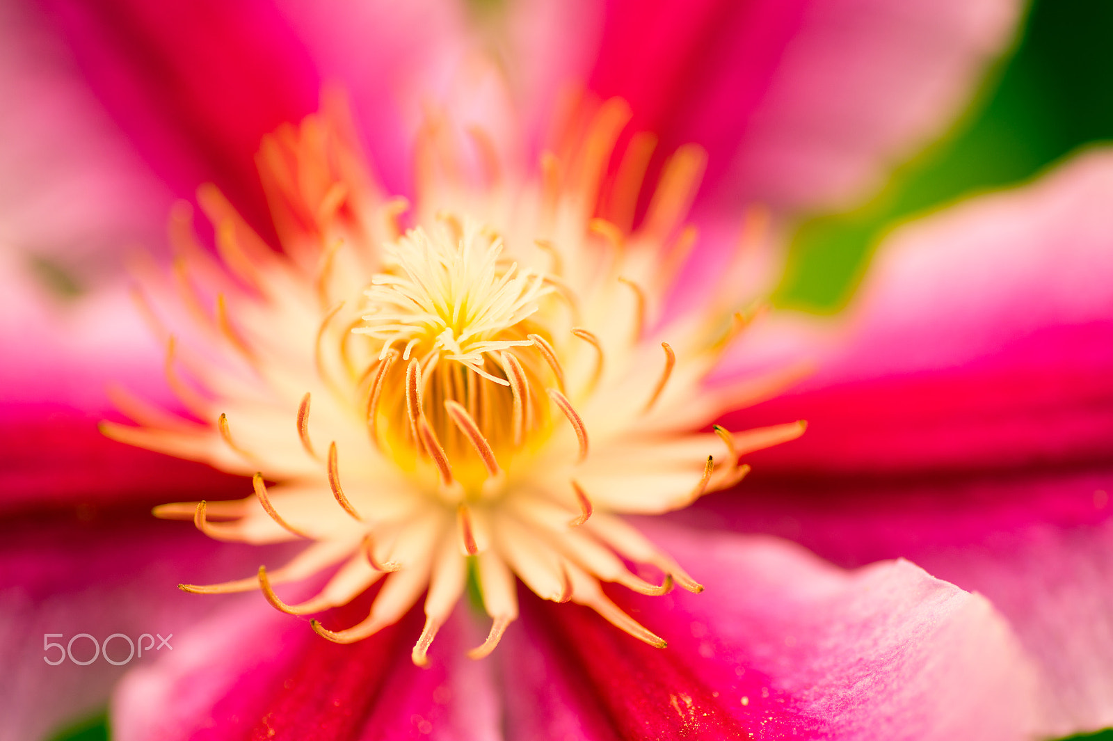 Nikon Df sample photo. Looks delicious photography