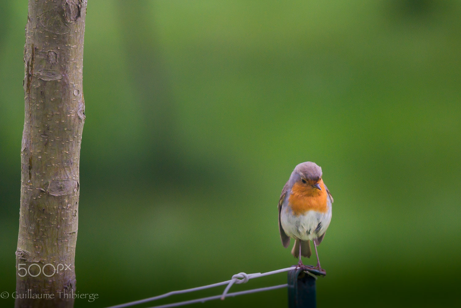 Nikon Nikkor AF-S 300mm F4E PF ED VR sample photo. Rouge-gorge et pommier (robin near apple tree) photography
