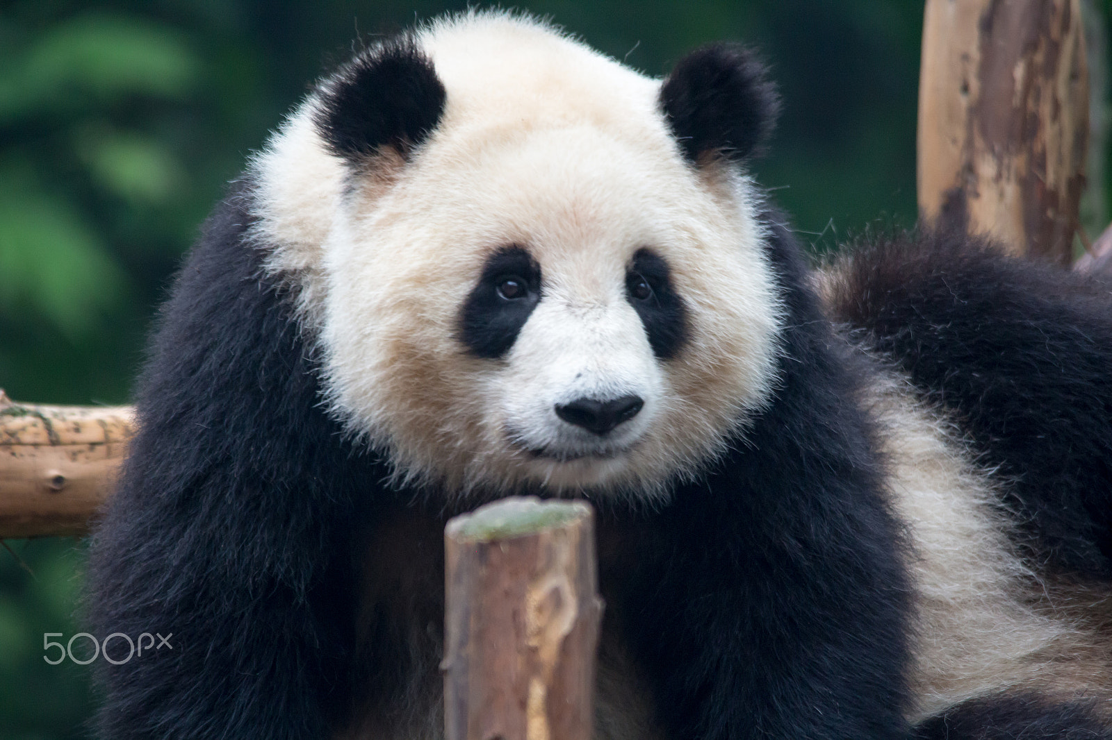 Sigma 150-500mm F5-6.3 DG OS HSM sample photo. Panda ii - chengdu photography