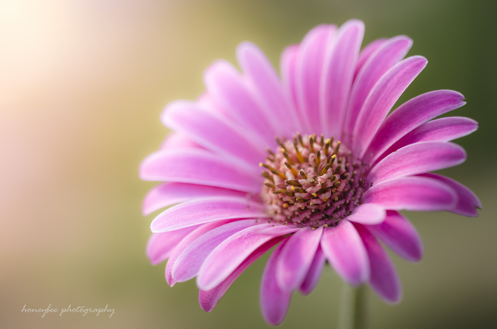Sigma 150mm F2.8 EX DG OS Macro HSM sample photo. Sunday morning photography