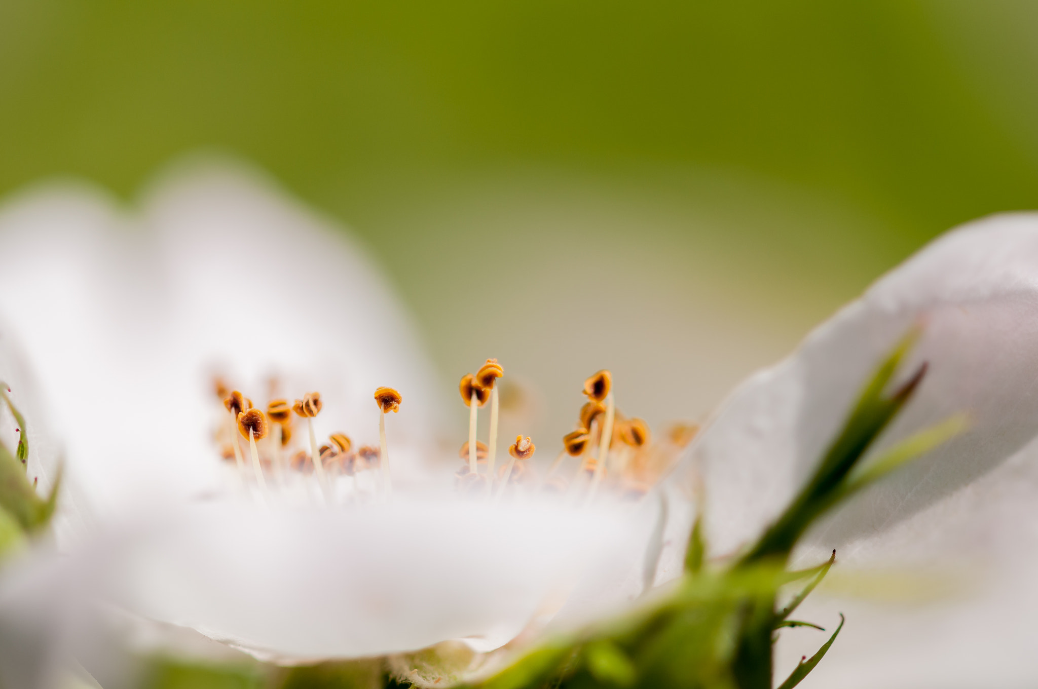 Sigma 105mm F2.8 EX DG OS HSM sample photo. Soft 2 photography