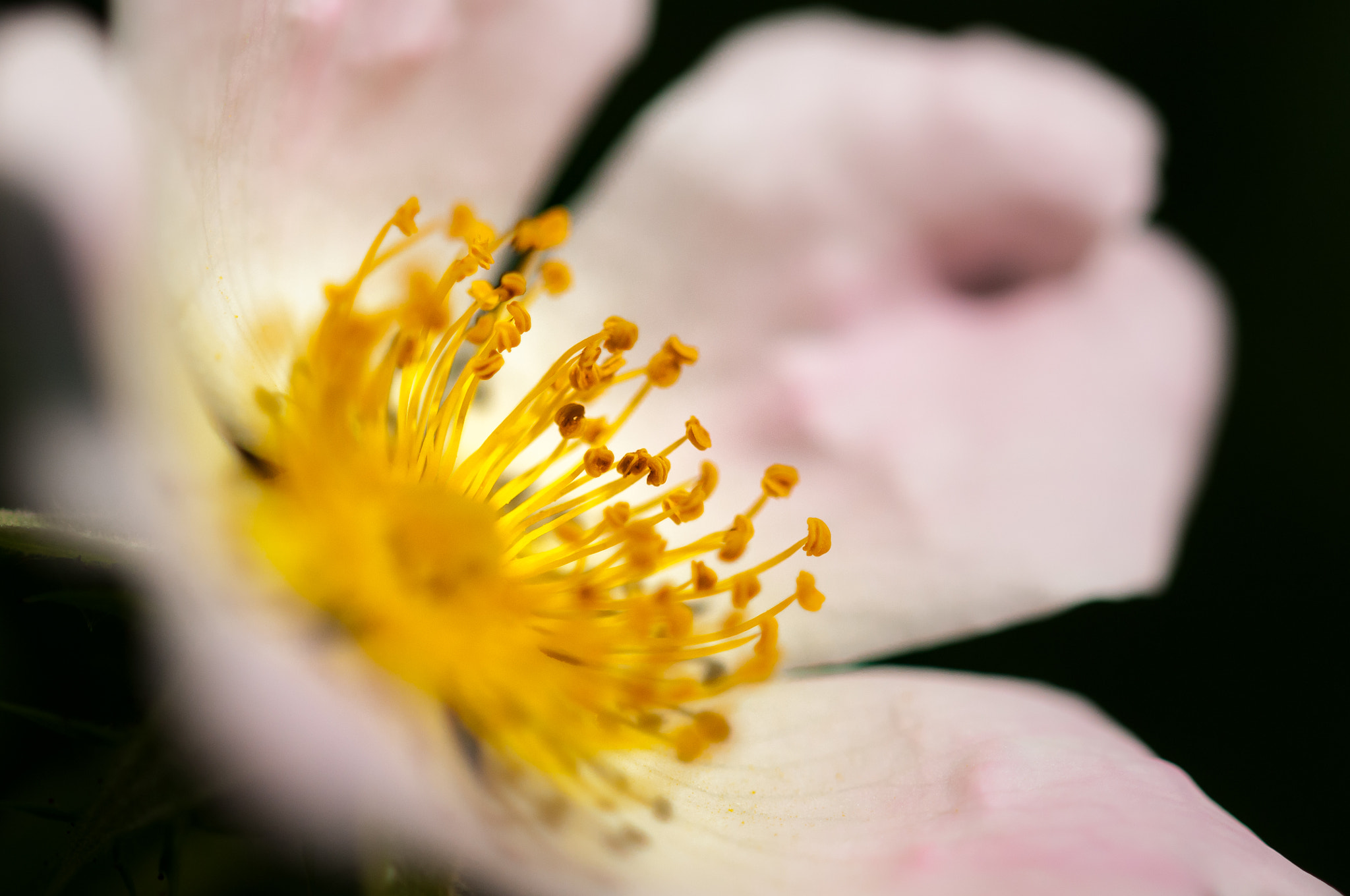 Sigma 105mm F2.8 EX DG OS HSM sample photo. Soft 1 photography
