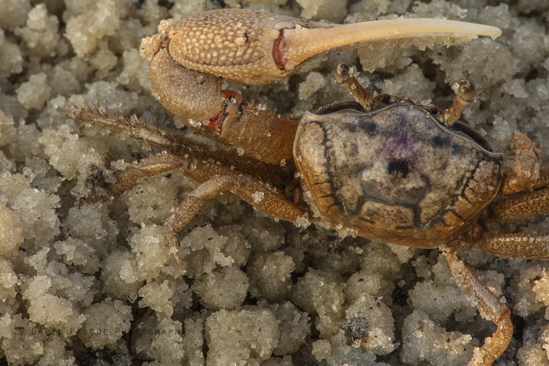 Canon EF 180mm F3.5L Macro USM sample photo. Fiddler crab on lump sand photography