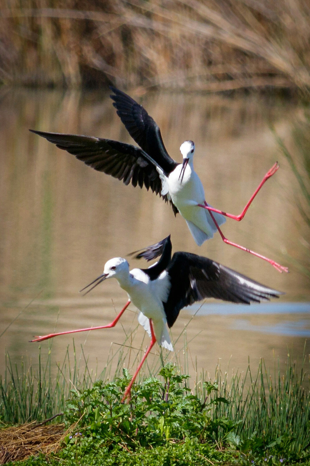 Canon EF-S 55-250mm F4-5.6 IS STM sample photo. Black-winged stilts photography