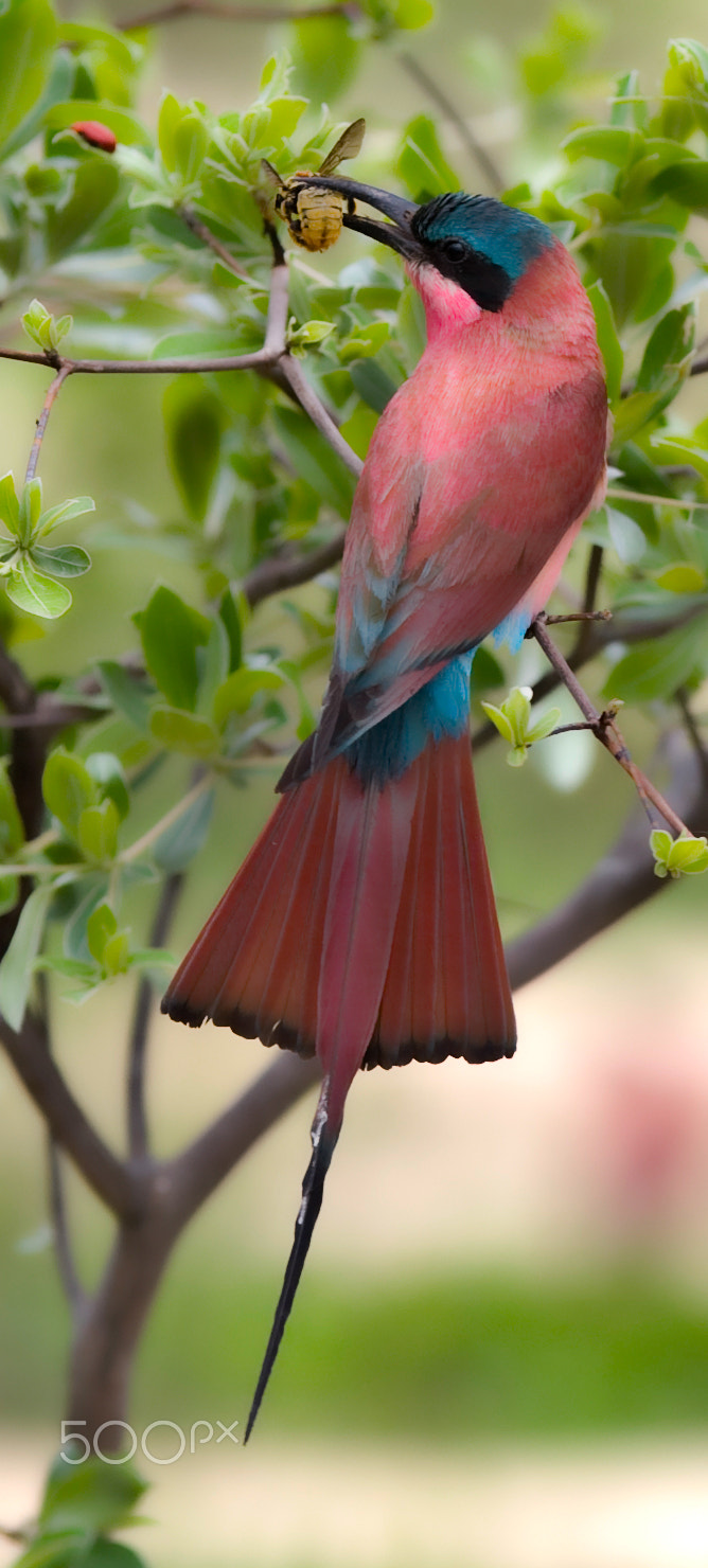 Canon EF 300mm F2.8L IS USM sample photo. Carmine hunter photography