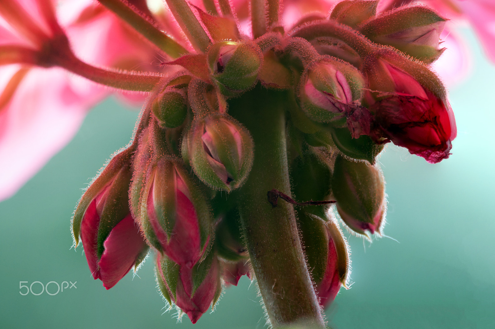 Sigma 105mm F2.8 EX DG OS HSM sample photo. 160610 geranie 2 b photography