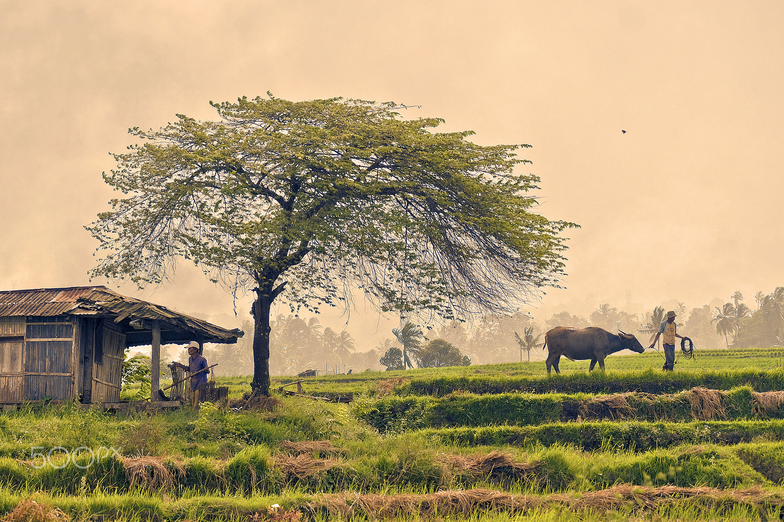 Fujifilm XF 100-400mm F4.5-5.6 R LM OIS WR sample photo. Rural lifestyle photography