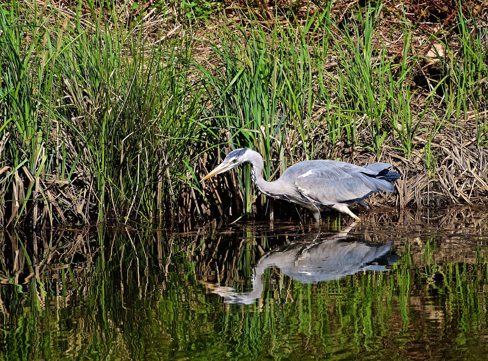 Olympus OM-D E-M5 sample photo. Catch the fish!!! photography