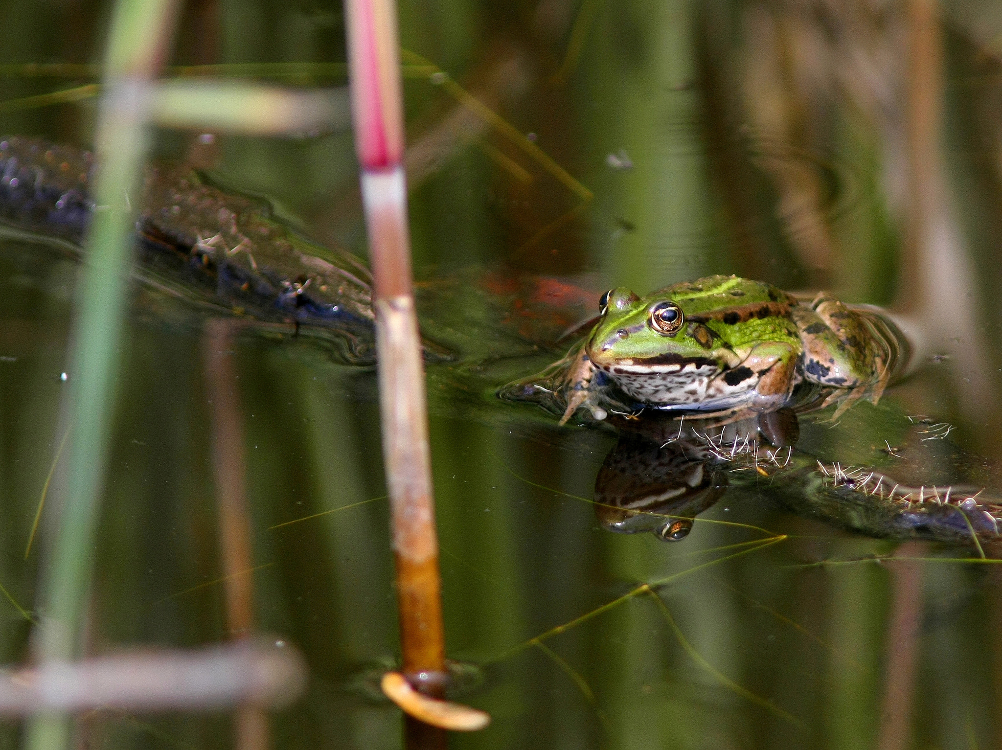 Canon EOS 40D + Canon EF 300mm F4L IS USM sample photo. In the puddle..... photography