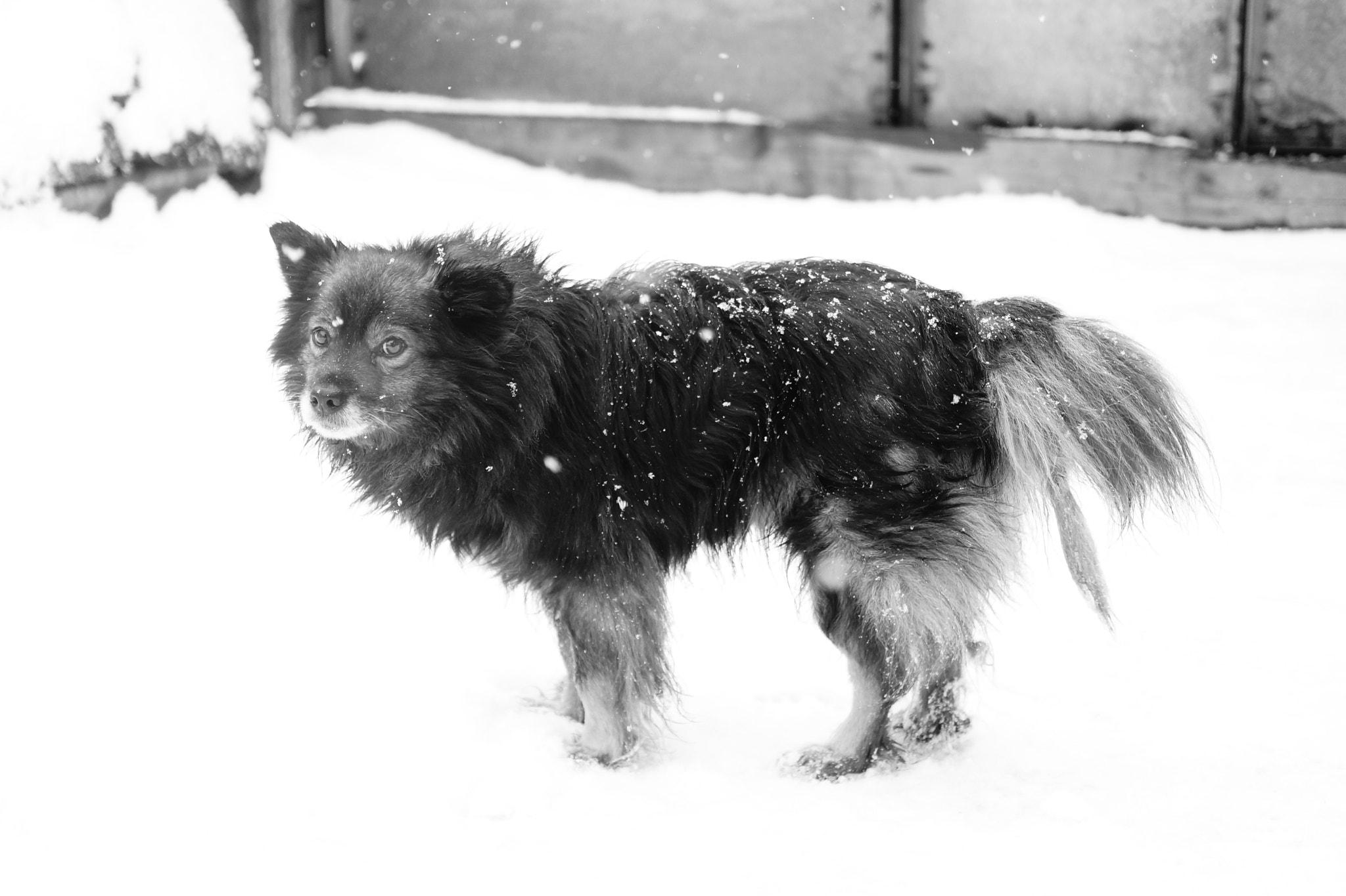 Sony SLT-A77 + Sony DT 35mm F1.8 SAM sample photo. Шарик photography