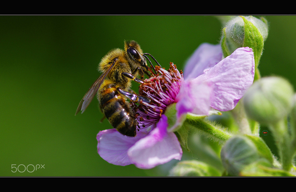 Pentax K-3 II + Sigma sample photo. Hard working bee photography