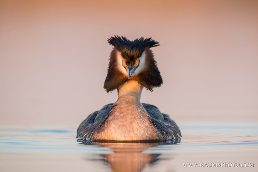Nikon AF-S Nikkor 300mm F2.8G ED VR II sample photo. Great crested grebe photography