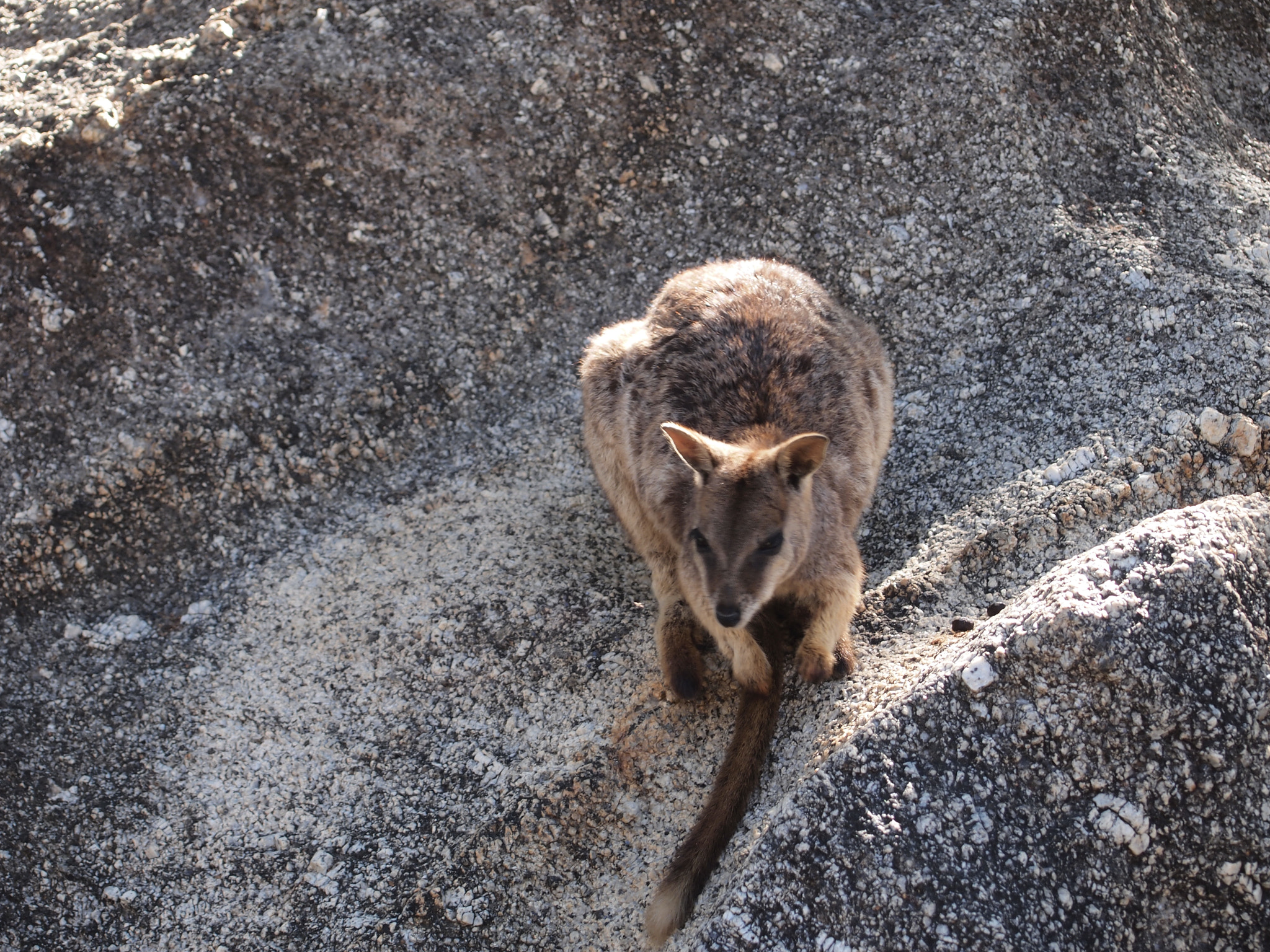 Olympus PEN E-PL2 sample photo. Rock wallabie photography