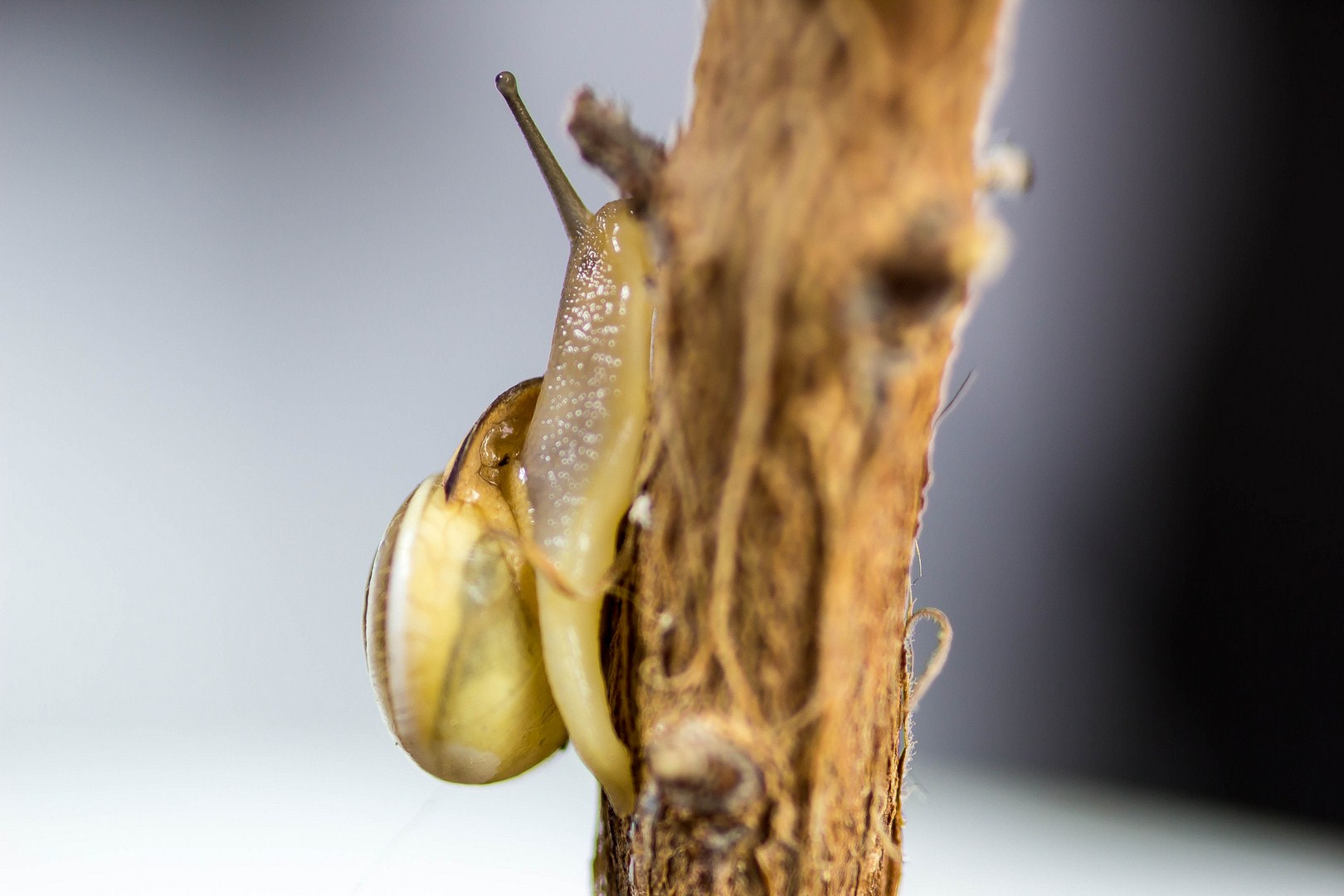 Canon EOS 60D + Sigma 105mm F2.8 EX DG Macro sample photo. Bbspinach (copy) photography