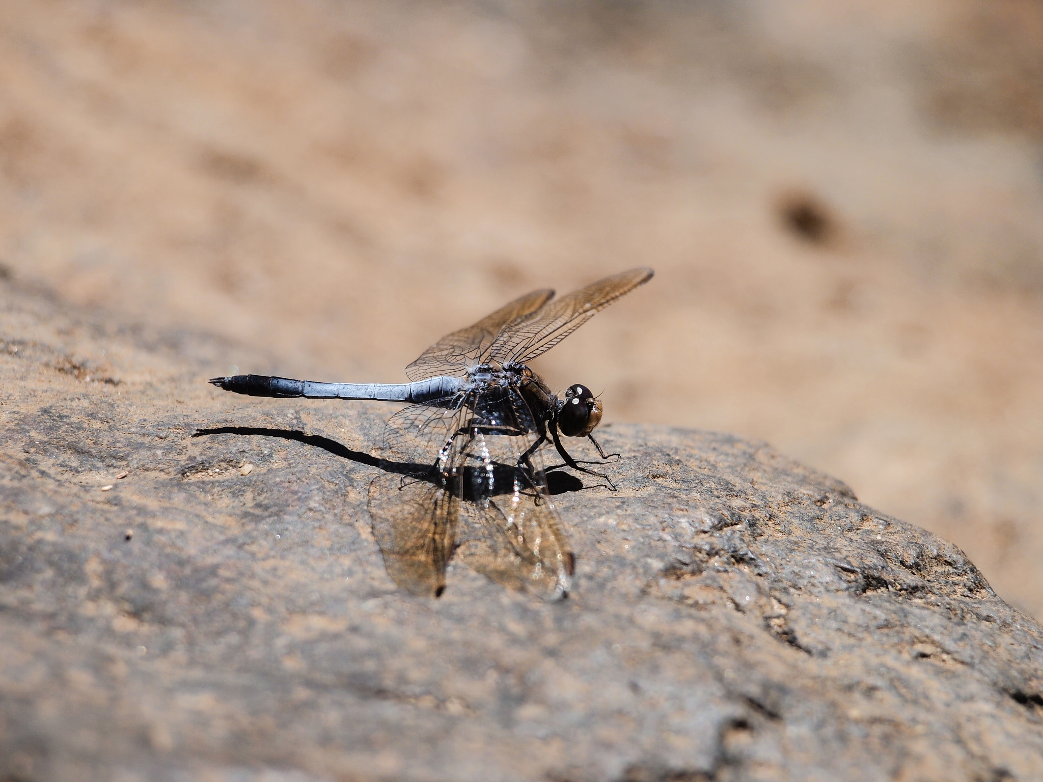 Olympus Zuiko Digital ED 40-150mm F4.0-5.6 sample photo. Dragonfly photography