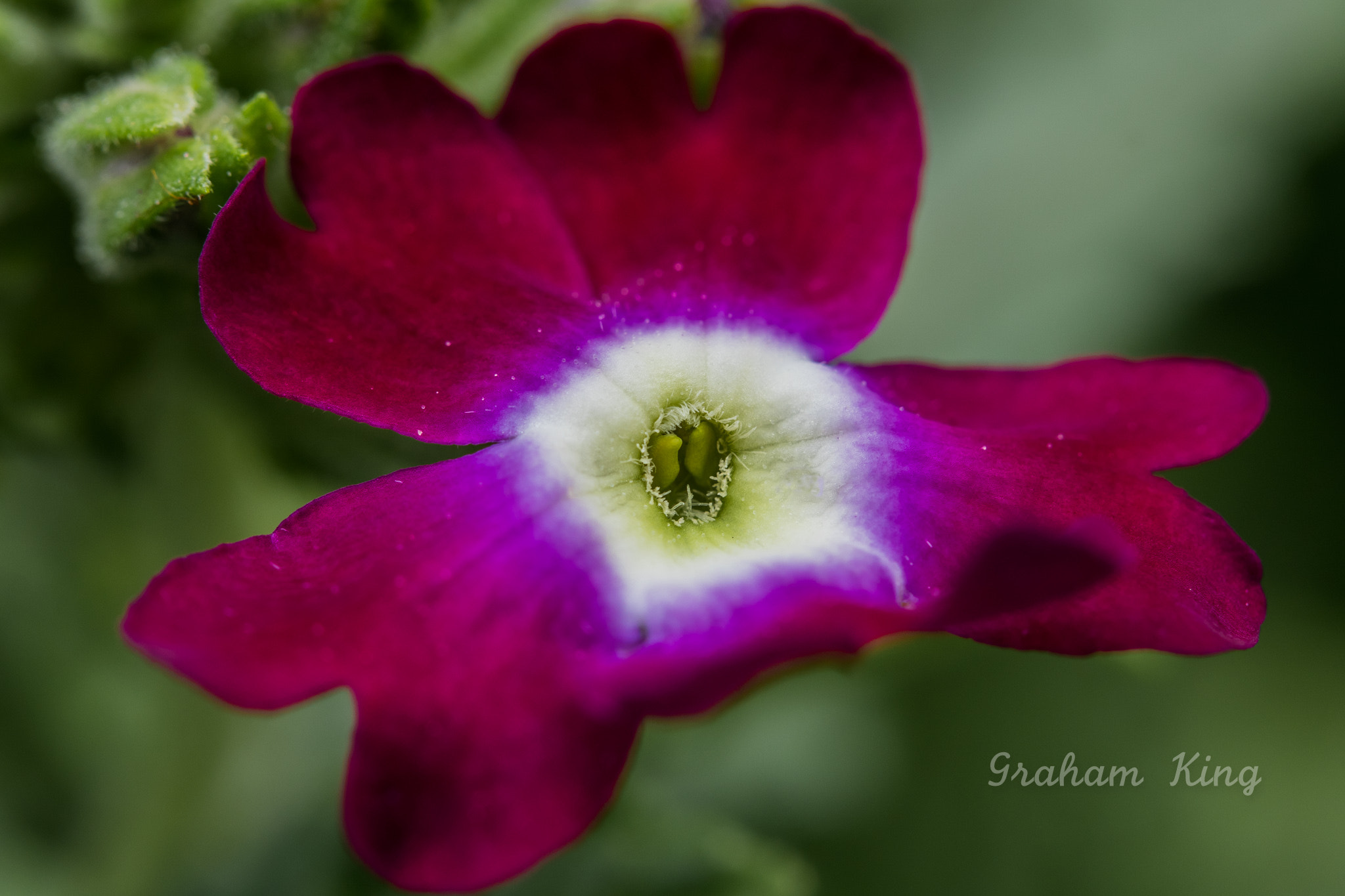 Canon EF-S 60mm F2.8 Macro USM sample photo. Verbena venturi violet photography