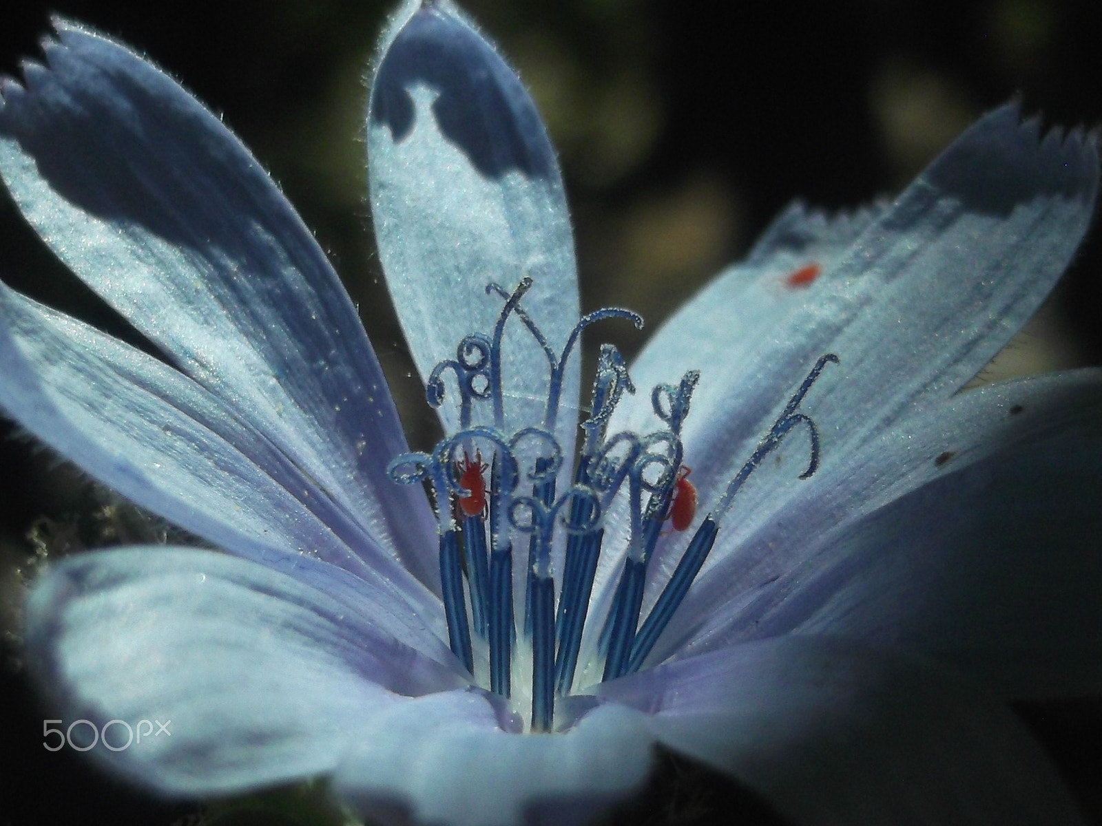Fujifilm FinePix JV500 sample photo. Shadows flower photography