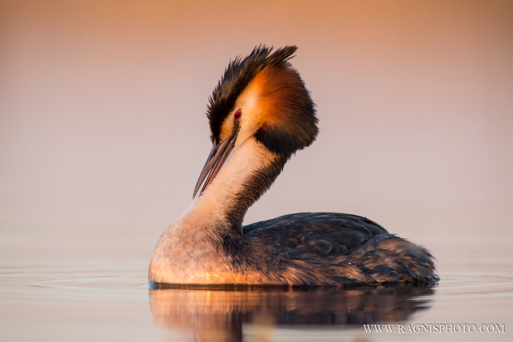Nikon AF-S Nikkor 300mm F2.8G ED VR II sample photo. Cleaning the plumage photography