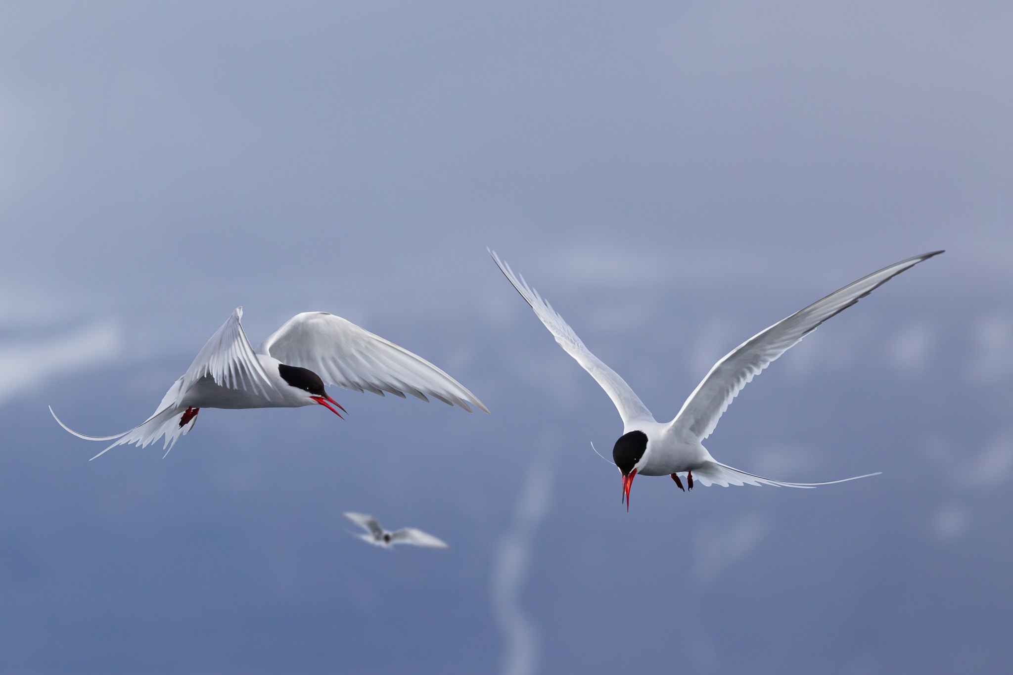 Canon EOS 6D + Canon EF 400mm F5.6L USM sample photo. Arctic terns ii photography