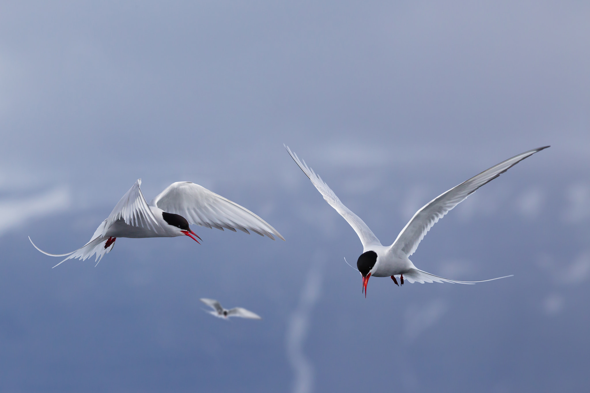 Canon EF 400mm F5.6L USM sample photo. Arctic terns ii photography