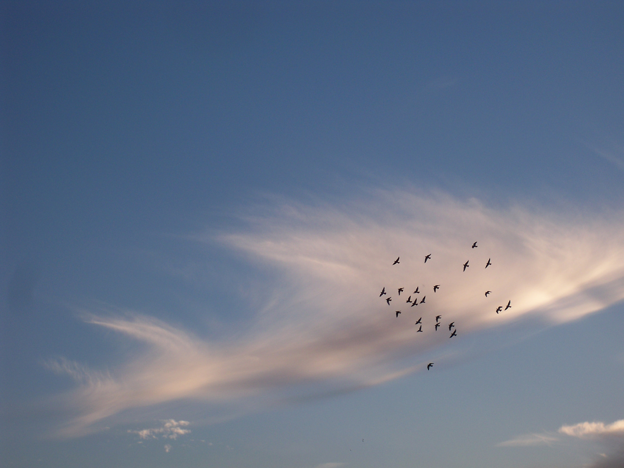 Kodak EasyShare M1033 sample photo. Birds; ) photography