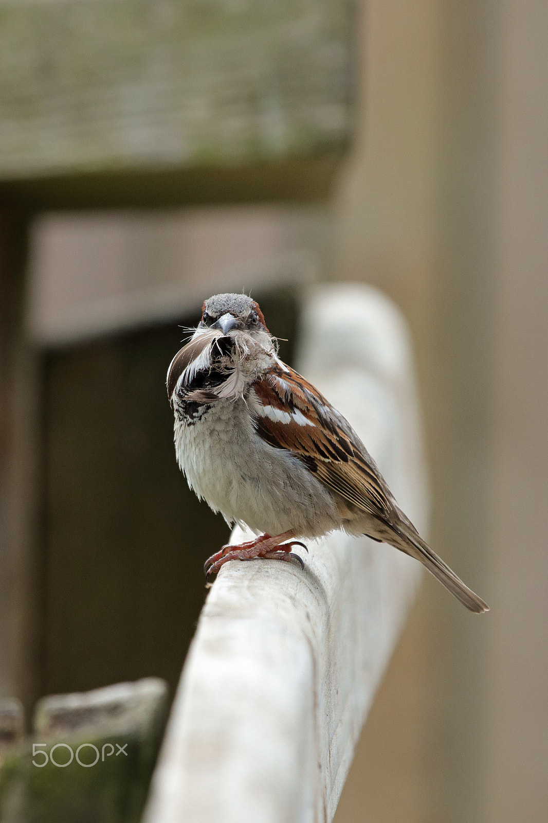 Canon EF 100-400mm F4.5-5.6L IS USM sample photo. Diy photography