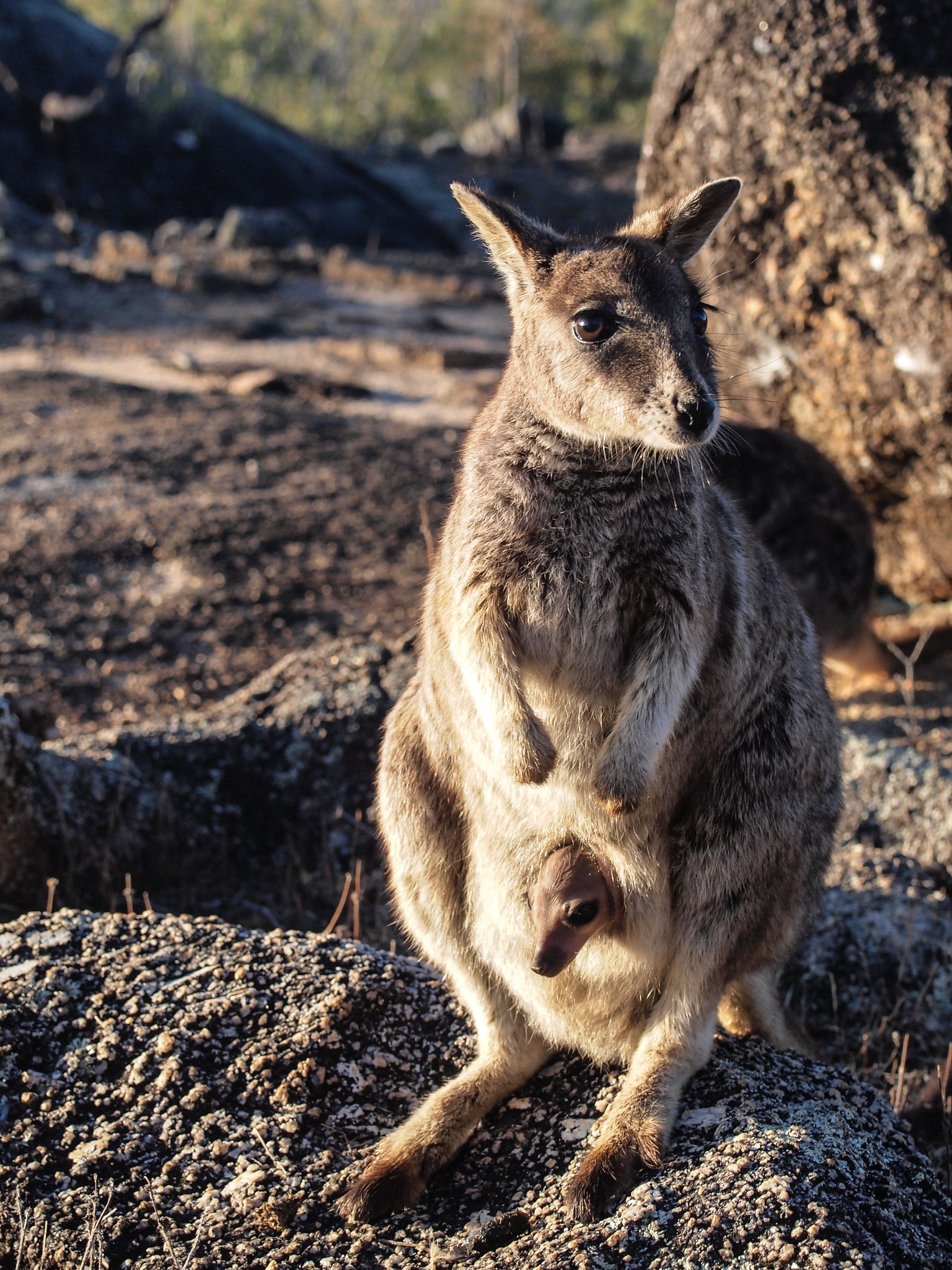 Olympus PEN E-PL2 sample photo. Wallabie with joey photography