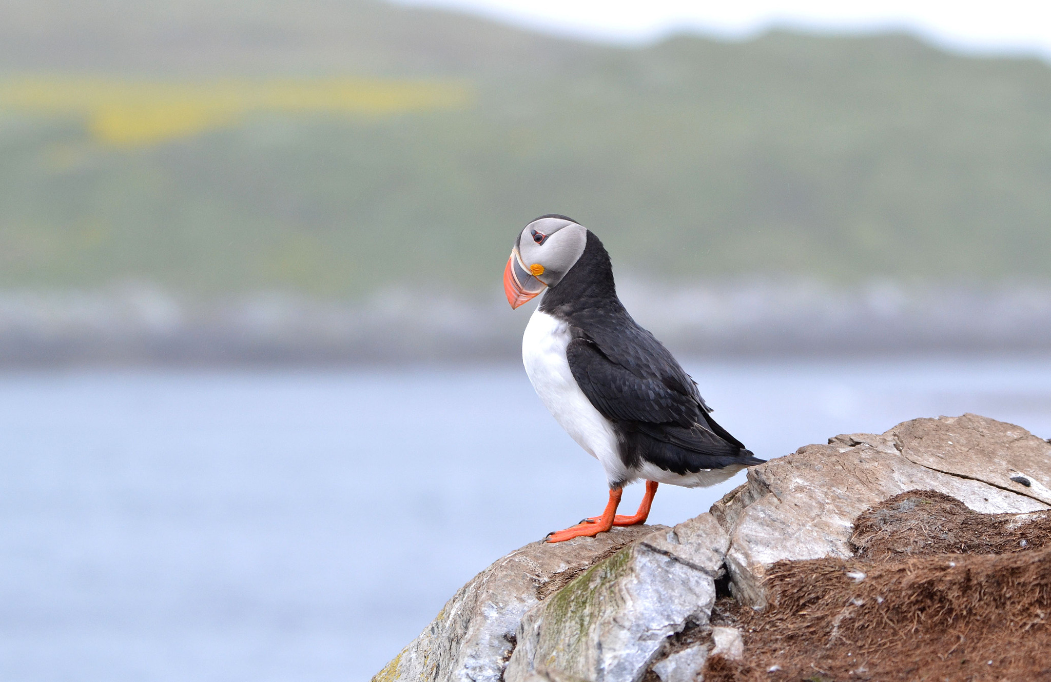 Nikon D3100 sample photo. Puffin photography