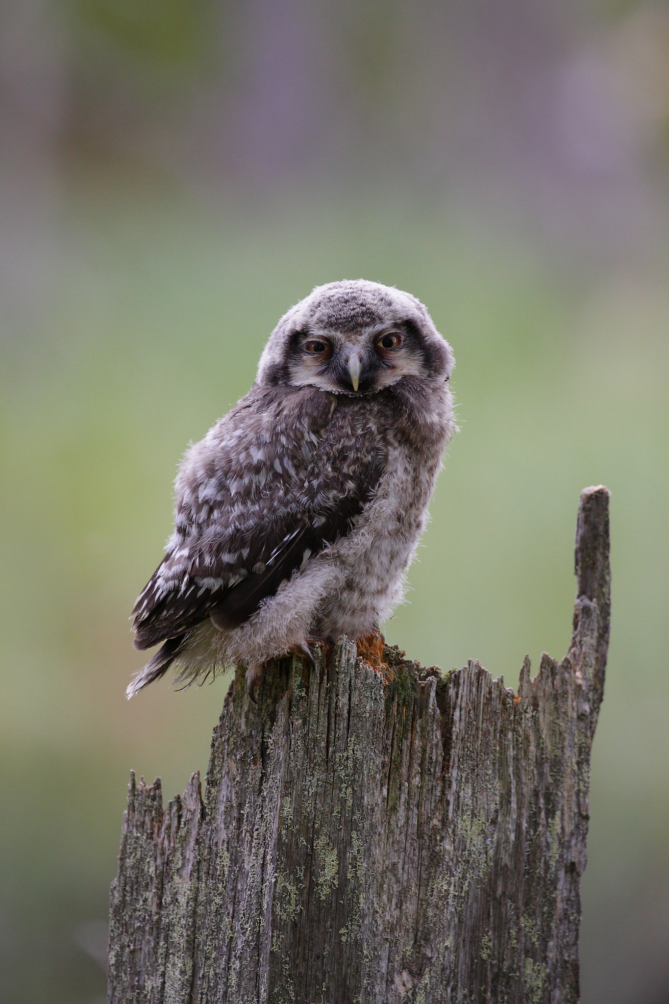 Canon EOS 50D + Canon EF 100-400mm F4.5-5.6L IS II USM sample photo. Hawk owl photography