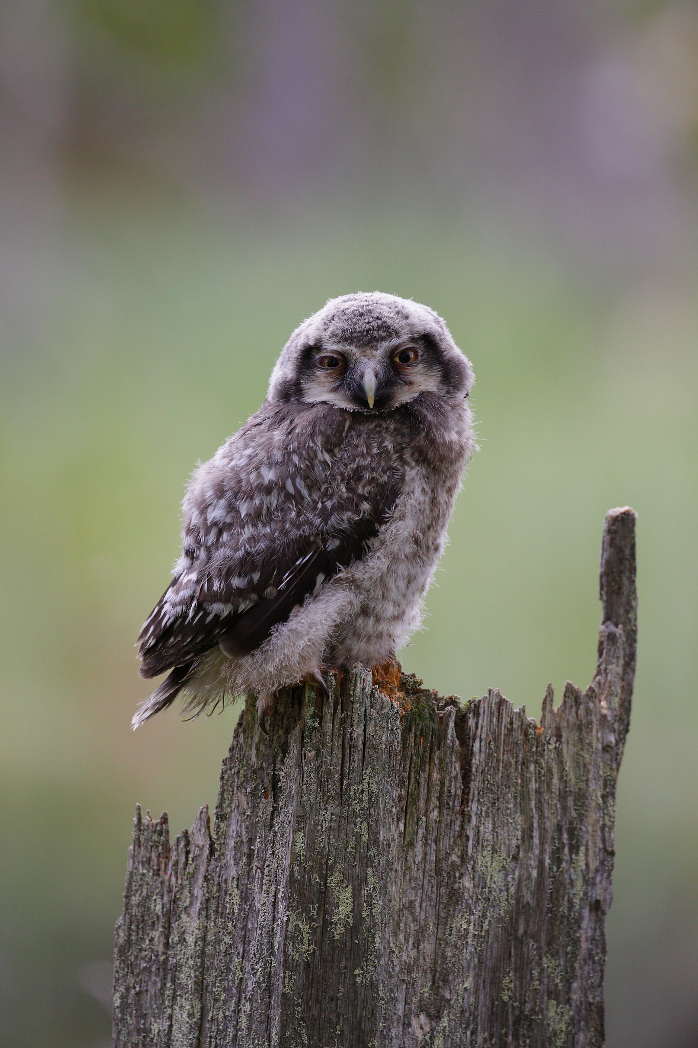 Canon EF 100-400mm F4.5-5.6L IS II USM sample photo. Hawk owl photography