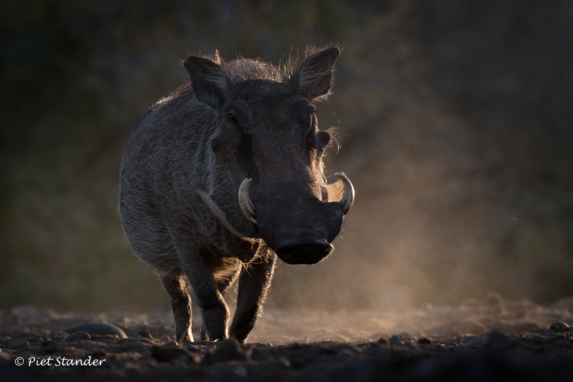 Canon EOS-1D X Mark II + Canon EF 100-400mm F4.5-5.6L IS II USM sample photo. Warthog photography