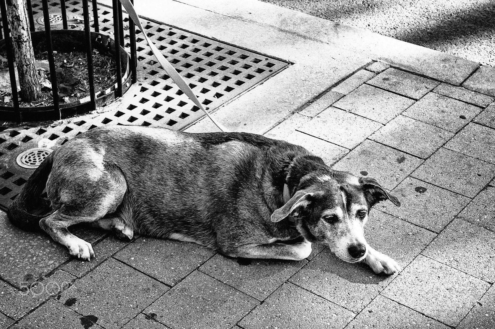 Olympus OM-D E-M10 II + Olympus M.Zuiko Digital 25mm F1.8 sample photo. Oldpup photography