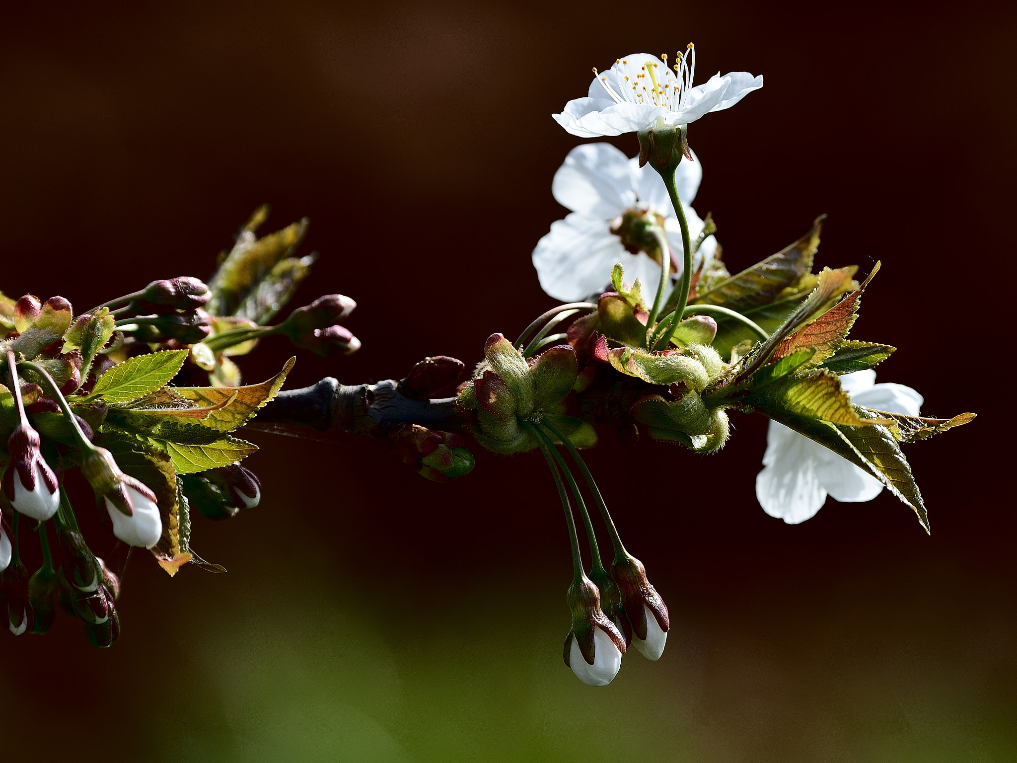Nikon D600 sample photo. Untitled photography