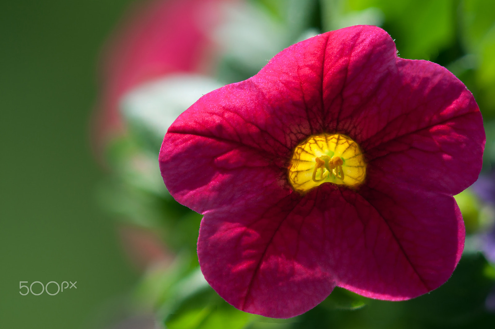 Sigma 105mm F2.8 EX DG OS HSM sample photo. 160610 petunie 1 b photography