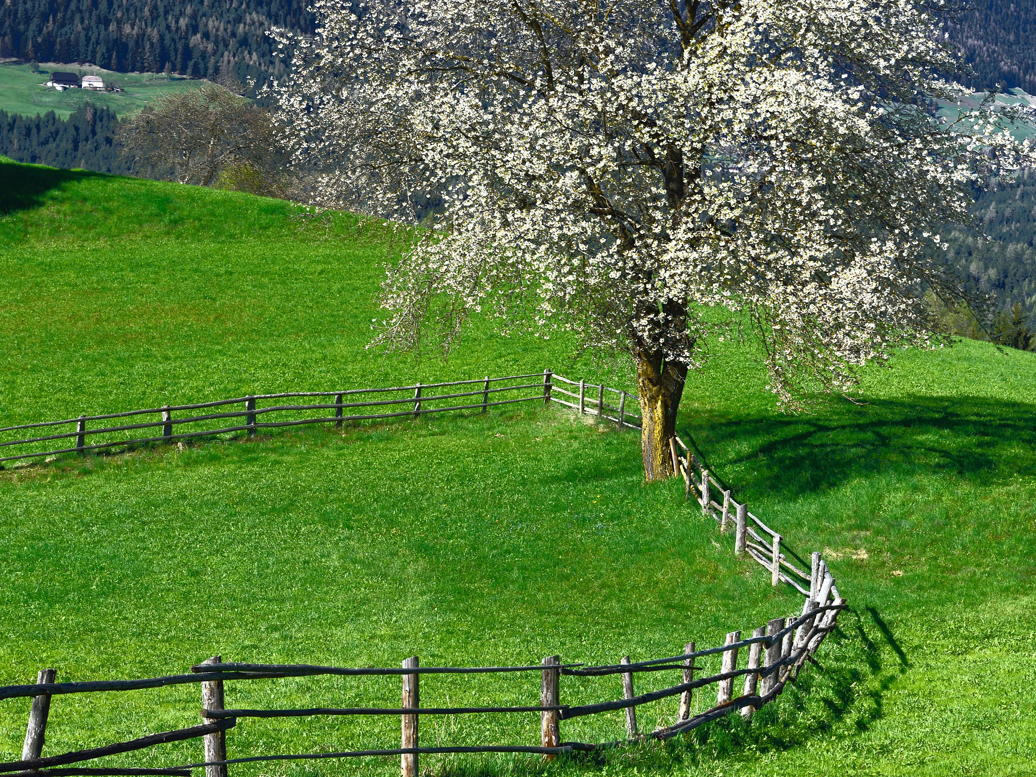 Nikon D600 sample photo. Spring in pustertal photography