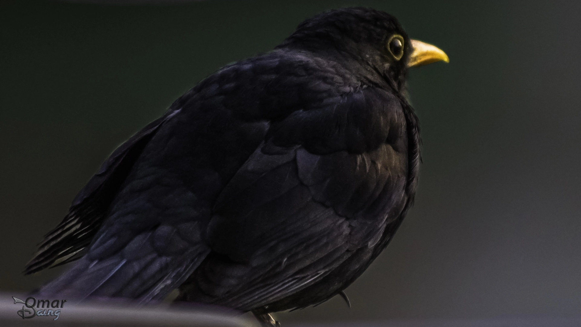 smc PENTAX-FA 100-300mm F4.7-5.8 sample photo. Turdus merula - common blackbird - karatavuk - 1 photography