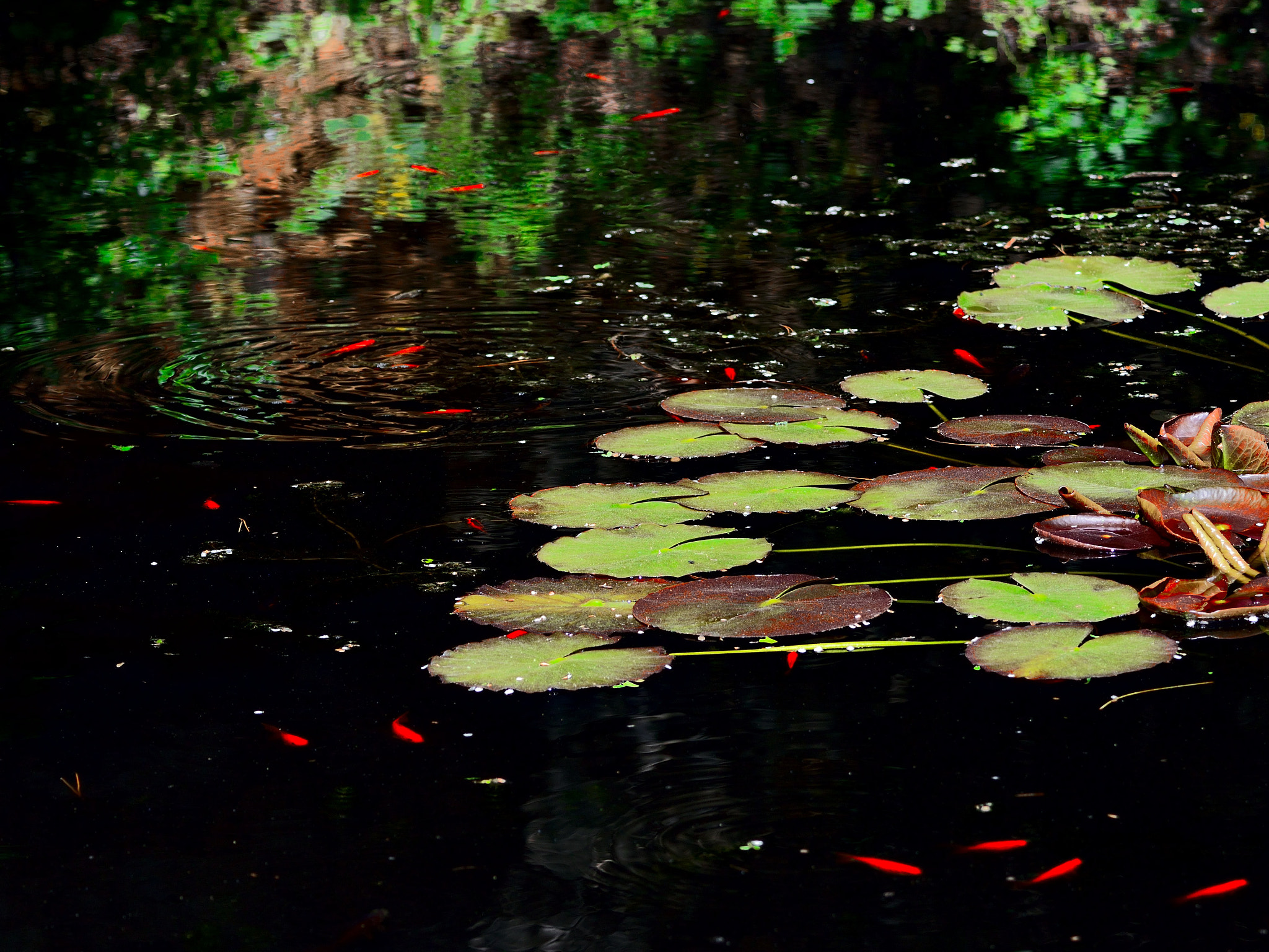 Nikon D600 sample photo. The small lake photography