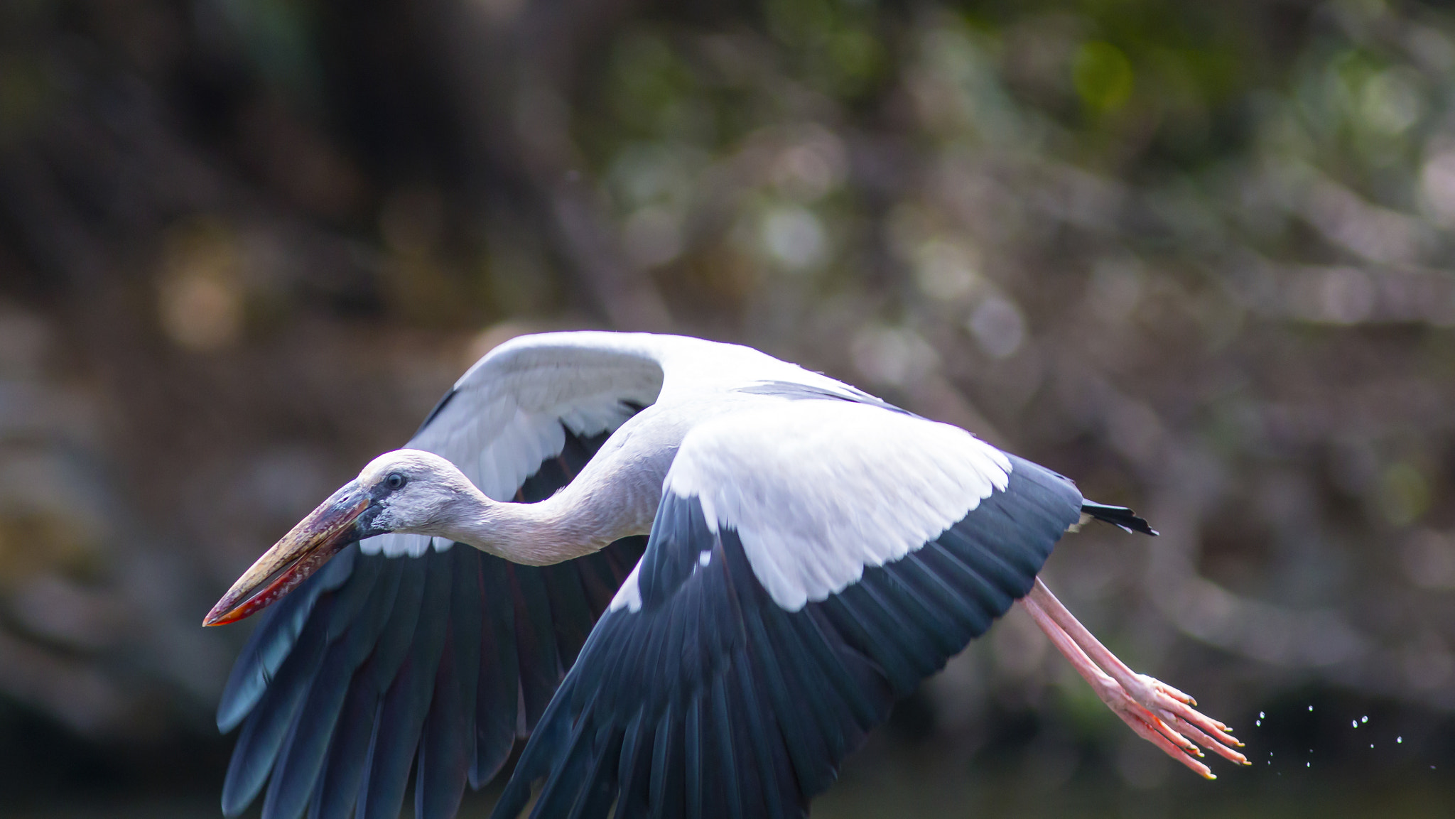 Canon EOS 70D + Canon EF 300mm F4L IS USM sample photo. Flight photography