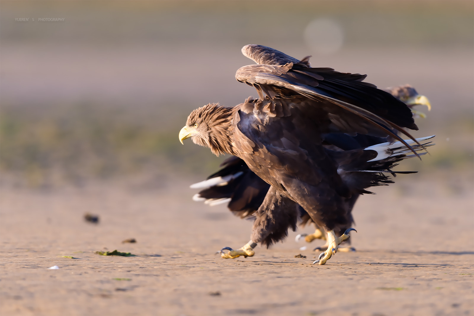 Nikon D3S + Nikon AF-S Nikkor 600mm F4G ED VR sample photo. 白尾海雕 photography