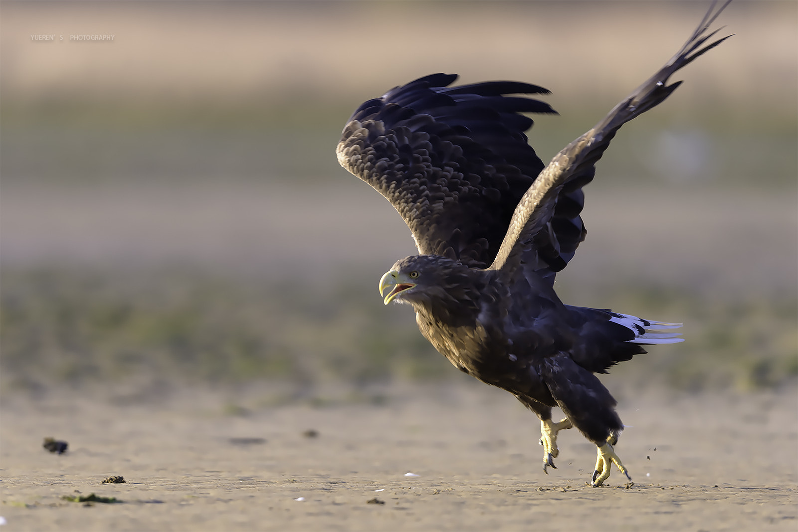 Nikon D3S + Nikon AF-S Nikkor 600mm F4G ED VR sample photo. 白尾海雕 photography
