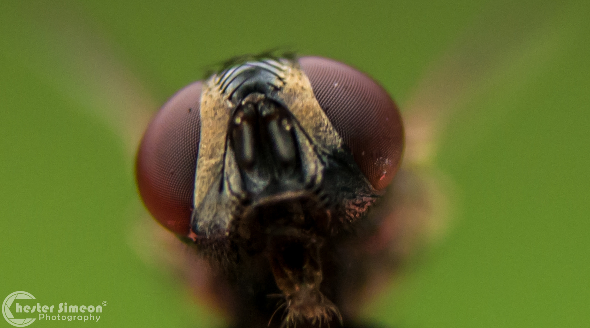AF Zoom-Nikkor 35-80mm f/4-5.6D N sample photo. Very close photography