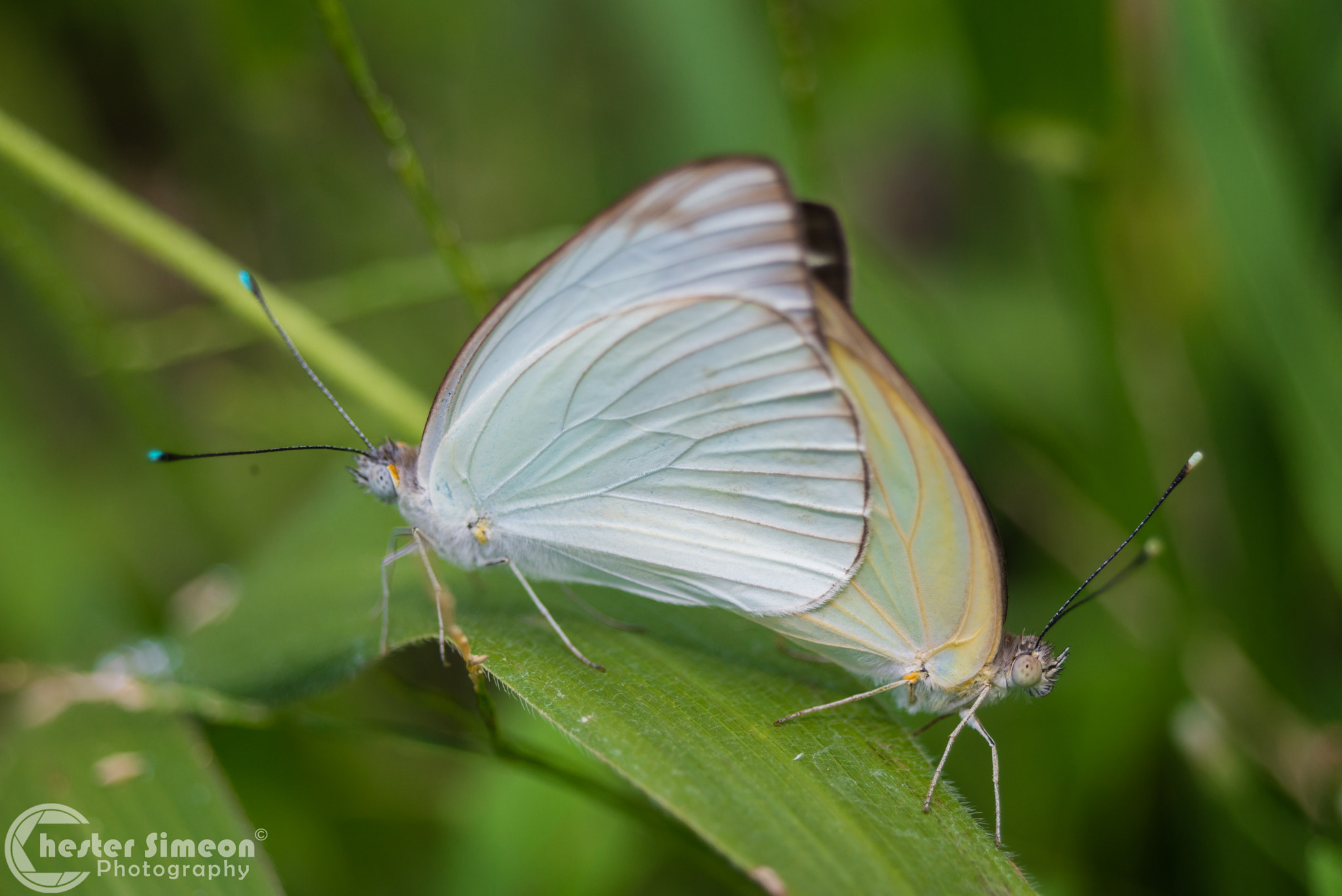 Nikon D610 + AF Zoom-Nikkor 35-80mm f/4-5.6D N sample photo. Very close indeed photography