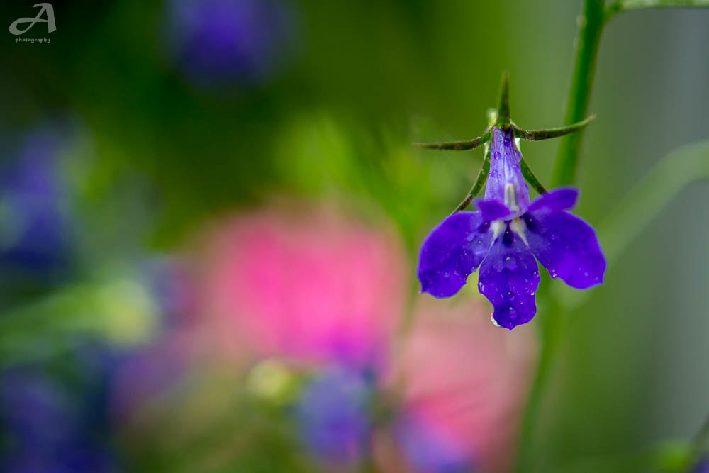 Nikon AF-S Micro-Nikkor 60mm F2.8G ED sample photo. See. photography